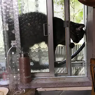 勝手を知りすぎるネコ　　もちゃこさん