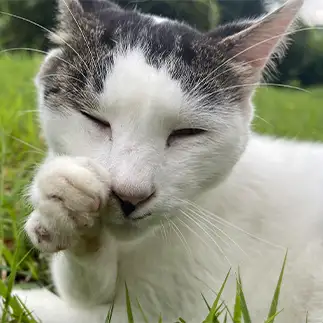 ここだけの話ねって言う近所のおばちゃんすぎるネコ　　ハムカツさん