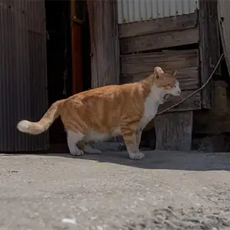 オペラが好きすぎるネコ　　OKAKAさん