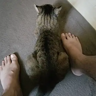 足のあいだが好きすぎるネコ　　ミキちゃんさん