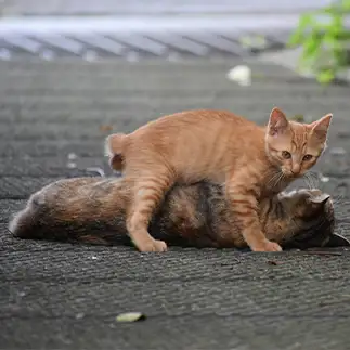 遊んで欲しすぎるネコ　　TAKAさん