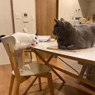 ナンパが下手すぎるネコ　　チーズさん