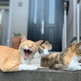 退屈すぎるネコ　　Sプラザさん