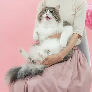 空からおやつ降ってきたリアクションをしすぎるネコ　　icoさん