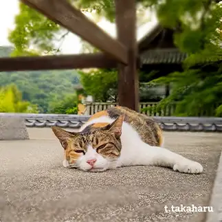 暑くて気が抜けすぎるネコ　　t.takaharuさん