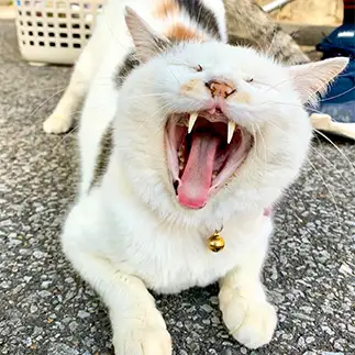しっぽの付け根がツボすぎるネコ　　ちょこシューさん