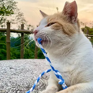 ちょうちょ結びが苦手すぎるネコ　　ちょこシューさん