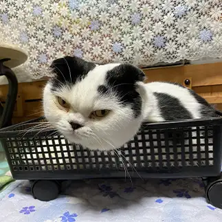 ヤン車でガン飛ばしすぎるネコ　　ぱんだるさん