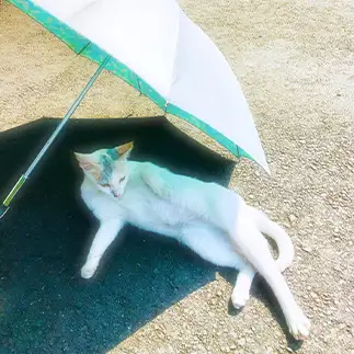 夏のお嬢さんすぎるネコ　　ちょこシューさん