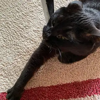 伸びすぎるネコ　　トルねこさん