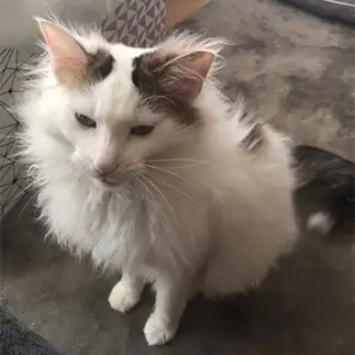 寝起きがぼさぼさすぎるネコ　　もみじさん