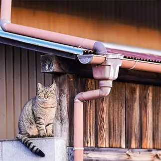 忍法（ニャン法）すぎるネコ　　ポチさん