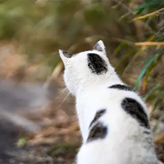 何かをガン見しすぎるネコ　　ポチさん