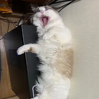 機械が好きすぎるネコ　　ぷーさん