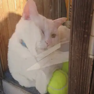 こっちを見たすぎるネコ　　あかぬーさん