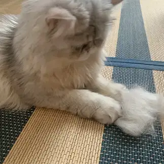 自分の抜け毛が気になりすぎるネコ　　優優さん