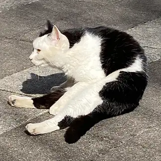 猫背すぎるネコ　　あかりんぽさん