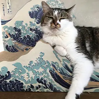 渋すぎるネコ　　そらちゃんこさん
