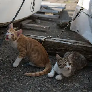 変顔が得意すぎるネコ　　karukan_catさん