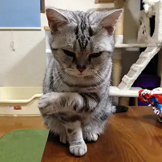 指示しすぎるネコ　　そらちゃんこさん