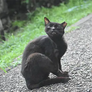 かゆすぎるネコ　　kahoさん