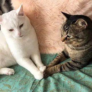 グータッチすぎるネコ　　かよさん