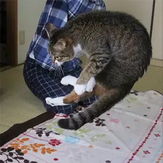 エビすぎるネコ　　吉冨武留さん