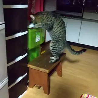 必死すぎるネコ　　ぎんこさん