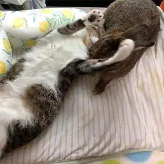うさぎに甘えすぎるネコ　　AYUMIさん