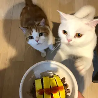 ごはんが楽しみすぎるネコ　　イルルとキララのママさん