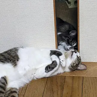 情報屋すぎるネコ　　ひまわり屋ひまさん