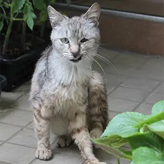 へ、やってられねーぜすぎるネコ　　紫苑さん