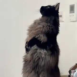 直立不動すぎるネコ　　カジハラさん