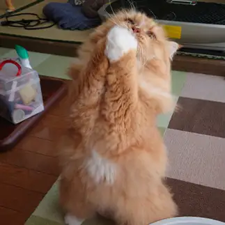 お願いが悲愴すぎるネコ　　Ayuパパさん