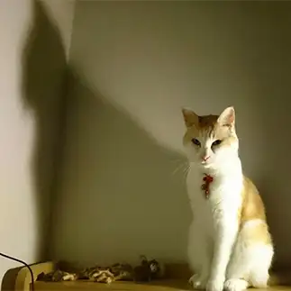 肝試しすぎるネコ　　ドリーさん
