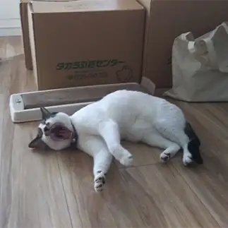 飼主が大忙しでも猫の手を貸す気はなさすぎるネコ　　ゆゆゆさん