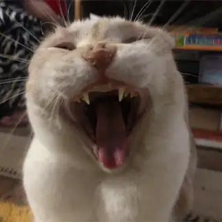 口臭が気になりすぎるネコ　　えいこ8さん