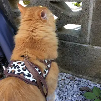 お隣の芝生をのぞきすぎるネコ　　キヨシ君ママさん