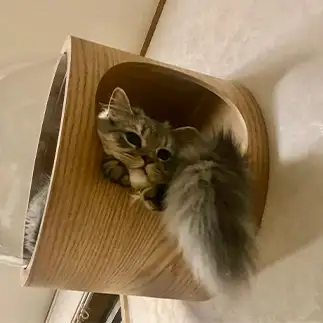 リスすぎるネコ　　ハンスさん