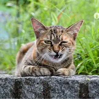 イキりすぎるネコ　　TAKAさん
