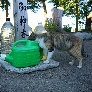 御神木用の水を奪いすぎるネコ　　服部佳弘さん