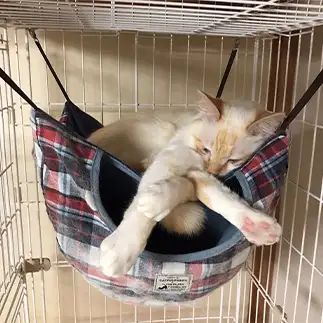 カオスすぎるネコ　　にゃーさん