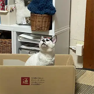 空気の違いがわかりすぎるネコ　　りんりんさん