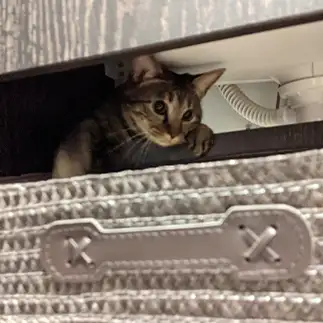 どうやってもそこからは、ムリだろ?すぎるネコ　　やよいさん