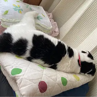 がんばれ!ニッポン!!に近すぎるネコ　　ぱんだるさん