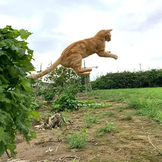 跳んでるのに刺さって動けなく見えすぎるネコ　　トラのハナさん