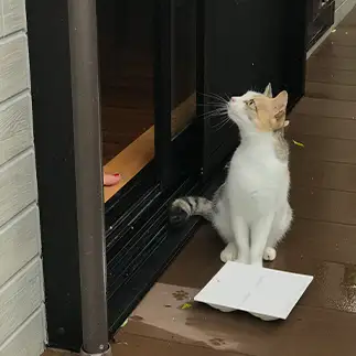 目を盛りすぎるネコ　　ゆらせらさん