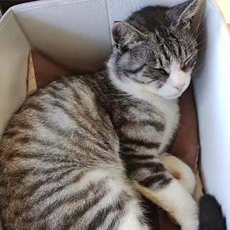 狭い箱にぎゅうぎゅうすぎるネコ　　おいにゃんさん