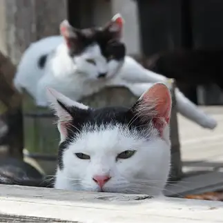 後方からの視線の圧に困惑しすぎるネコ　　おいにゃんさん