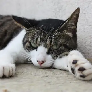 急に起こされた時の眼力が強すぎるネコ　　おいにゃんさん